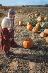 Kürbisfeld Shooting by Christina De Vivo Photography bei Landstuhl Bilder der Fotografin Christina De Vivo auf einem Kürbisfeld